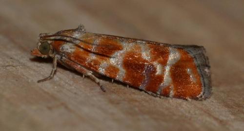 Rhyacionia sp.