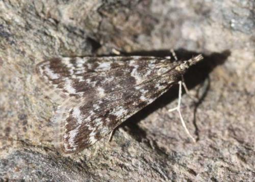 Eudonia sudetica