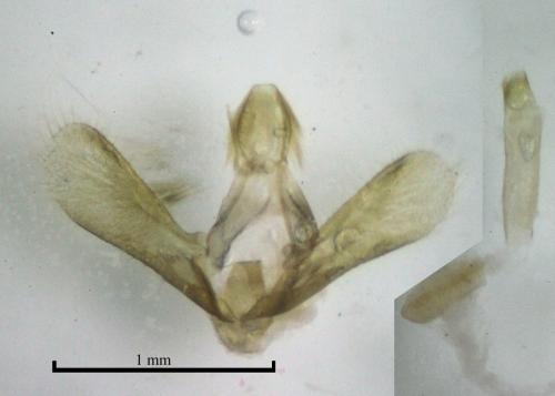 Eudonia sudetica