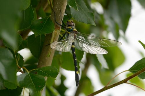 Macromia splendens