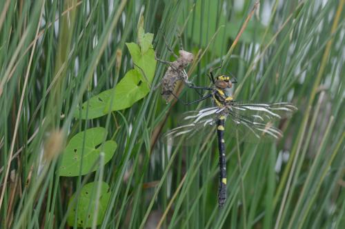 Macromia splendens