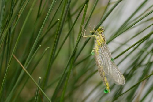 Gomphus sp.