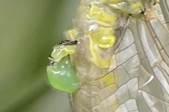 Gomphus sp.