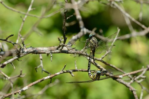 Onychogomphus uncatus