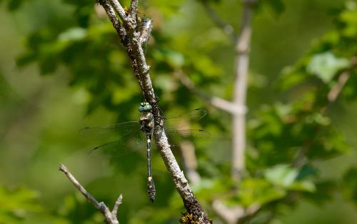 Macromia splendens