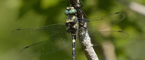 Macromia splendens