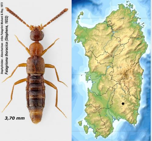 Réf. 174 733 : Falagrioma thoracica