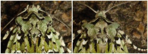 Griposia aprilina