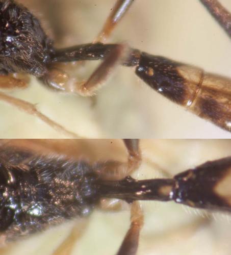 Cryptinae