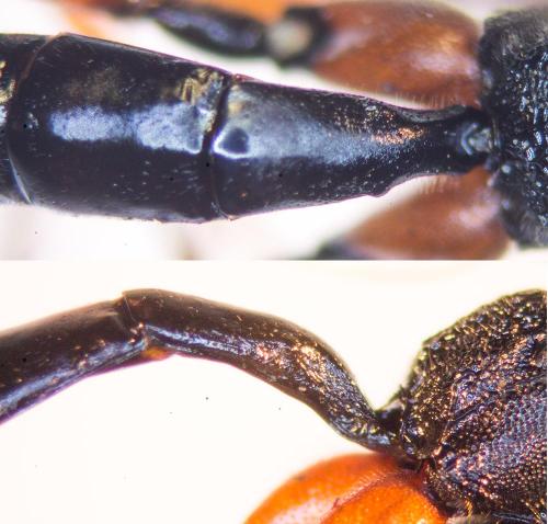 Exetastes calobatus