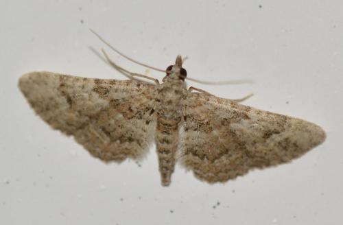 Gymnoscelis rufifasciata