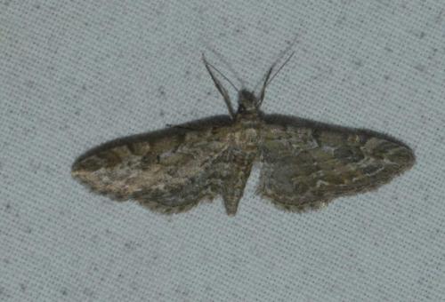 Réf. 174 442 : Eupithecia nanata