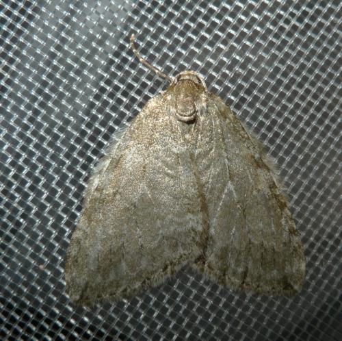 Epirrita sp.