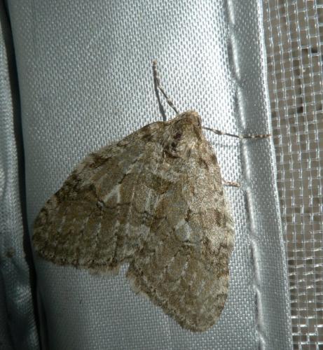 Epirrita sp.