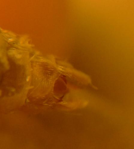 Epirrita sp.
