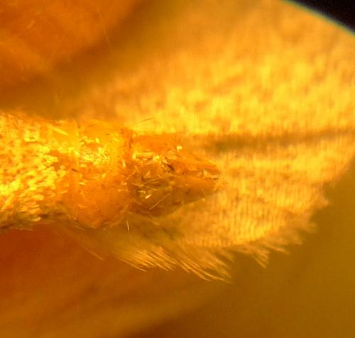 Epirrita sp.