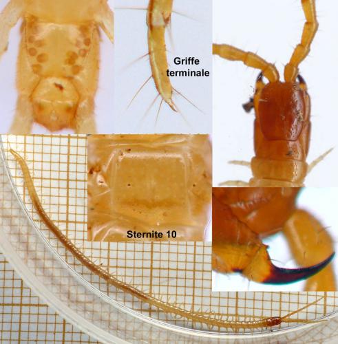 Réf. 174 091 : Geophilus flavus