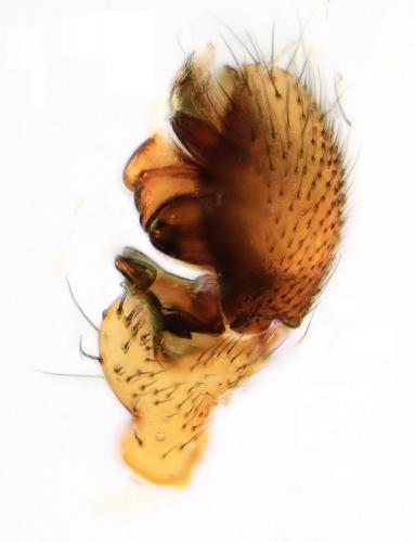 Gongylidium rufipes