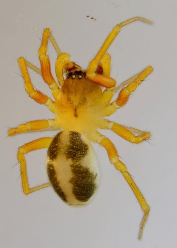 Réf. 174 152 : Gongylidium rufipes