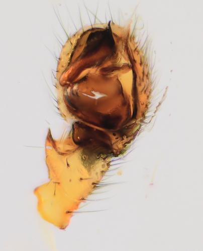 Gongylidium rufipes
