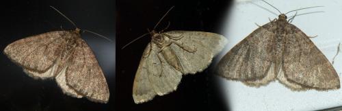 Réf. 174 800 : Larentia malvata