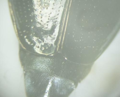 Gyrinus substriatus