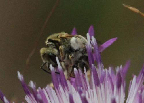 Seladonia sp.