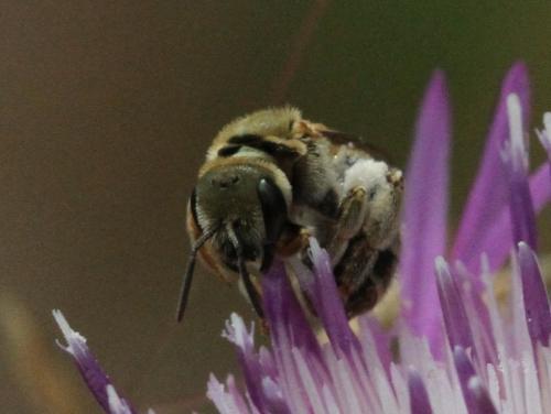 Seladonia sp.