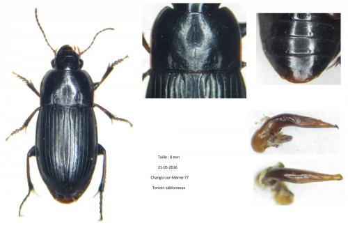 Réf. 174 571 : Harpalus anxius