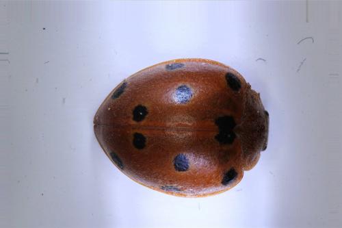 Henosepilachna sp.