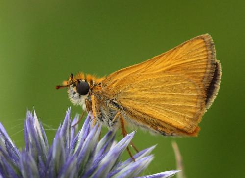 Réf. 174 541 : Thymelicus sp.