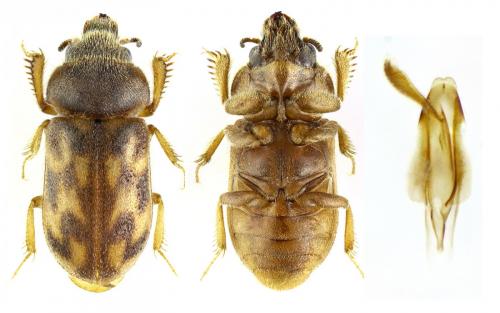 Heterocerus fossor