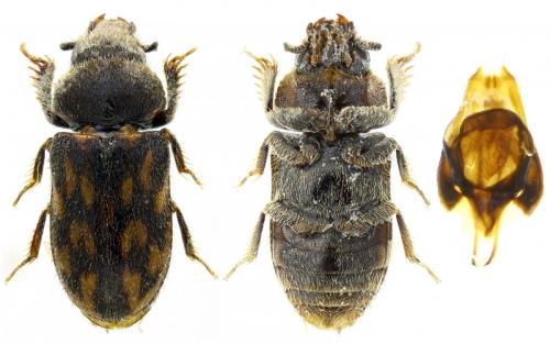 Heterocerus fusculus