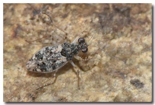 Leptopus marmoratus