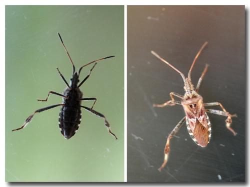 Leptoglossus occidentalis