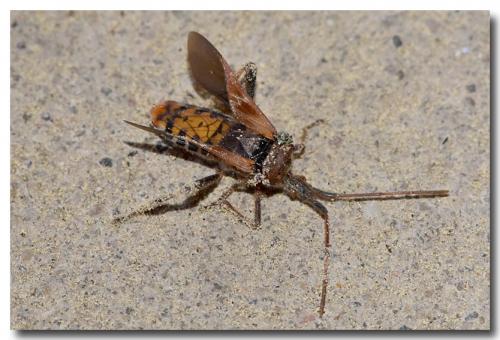 Leptoglossus occidentalis