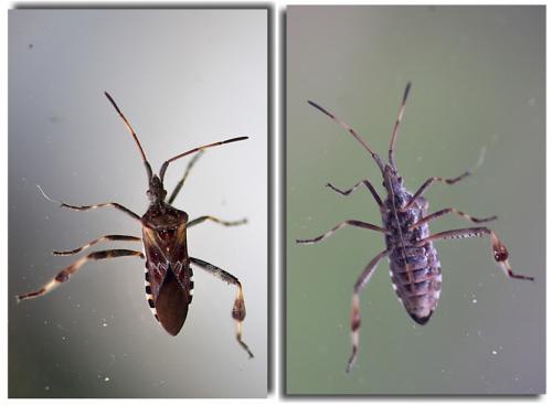 Leptoglossus occidentalis