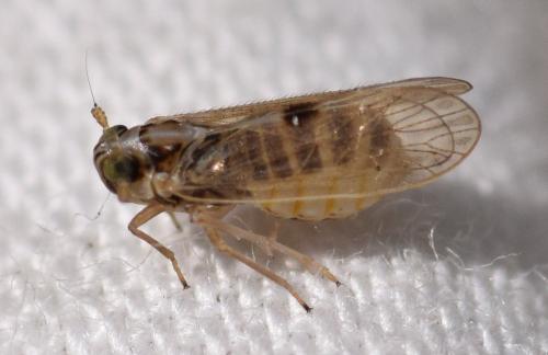 Laodelphax striatellus