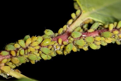 Aphis spiraecola