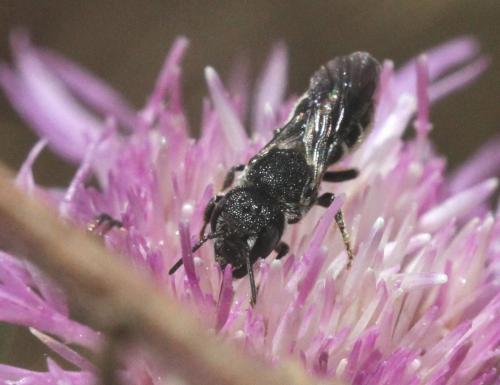 Heriades sp.