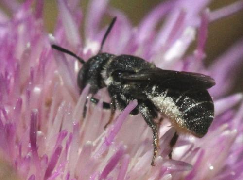 Heriades sp.