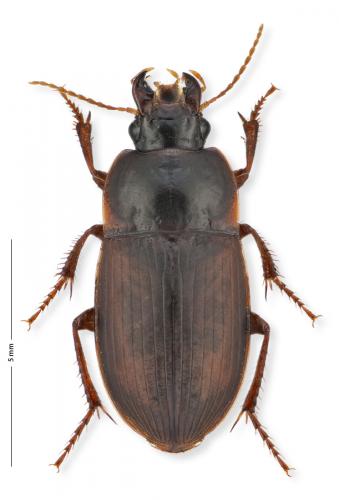 Réf. 174 874 : Harpalus servus