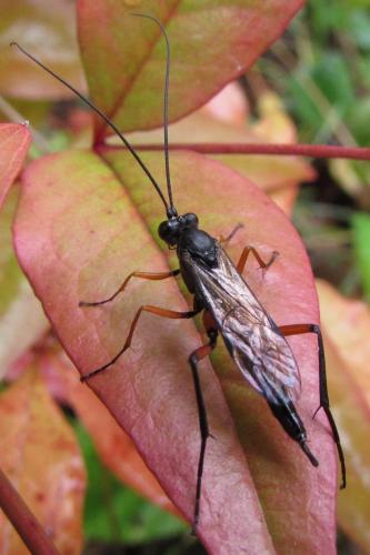 Exetastes calobatus