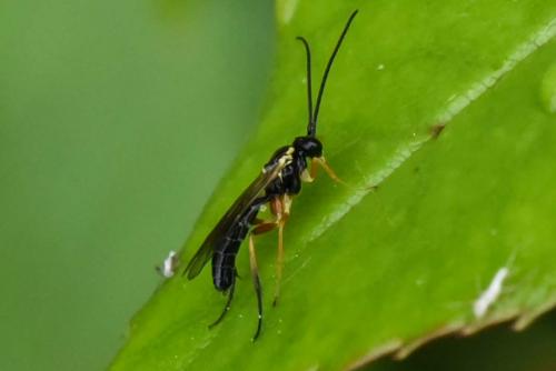 Réf. 174 576 : Diplazontinae inconnu