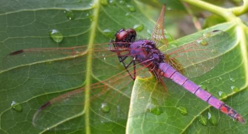 Réf. 174 619 : Trithemis annulata