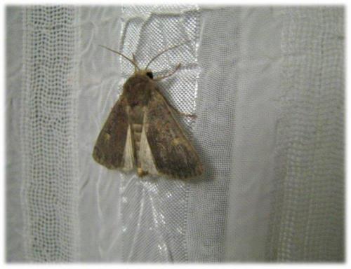 Xestia xanthographa