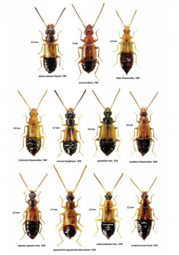 Anthophagus divers