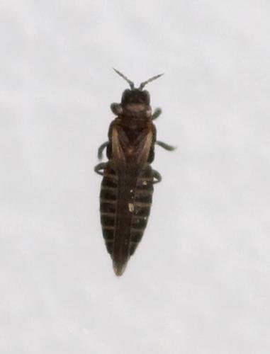 Dendrothrips sp.