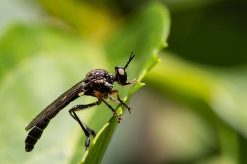 Dioctria hyalipennis