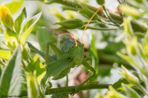Tettigonia cantans